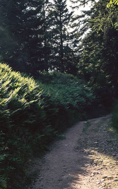 Hiking Epinal - Vosges Forest - Hiking guide