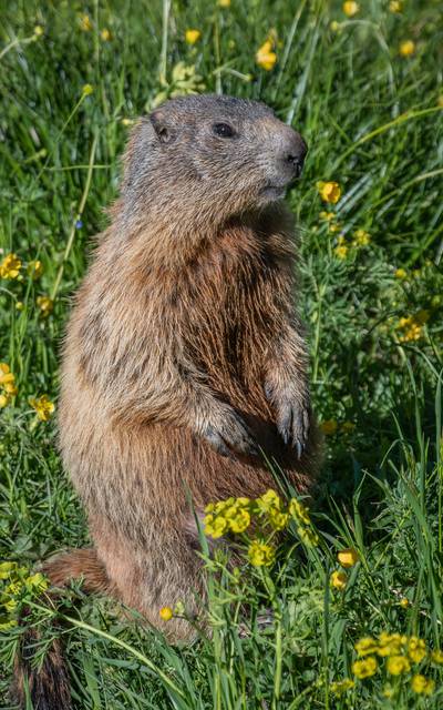 Beaver Vosges - Wild animals Vosges - Beaver Epinal