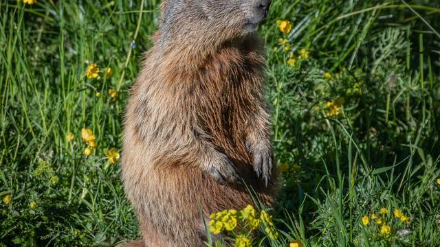 Beaver Vosges - Wild animals Vosges - Beaver Epinal