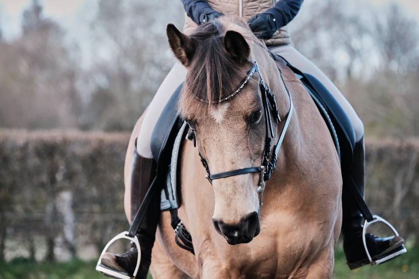 Horse riding in the Vosges - Horse riding - Epinal riding centre 